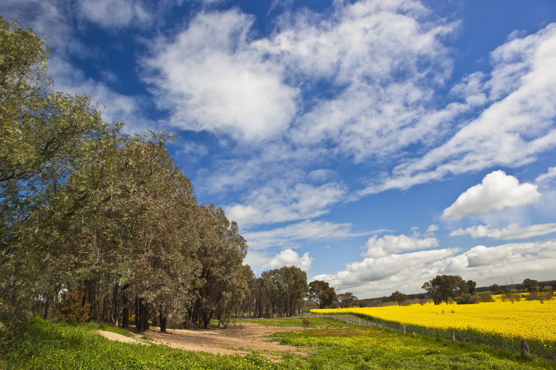 Australia – uprawy rzepaku - pejzaż, fotografia podróżnicza